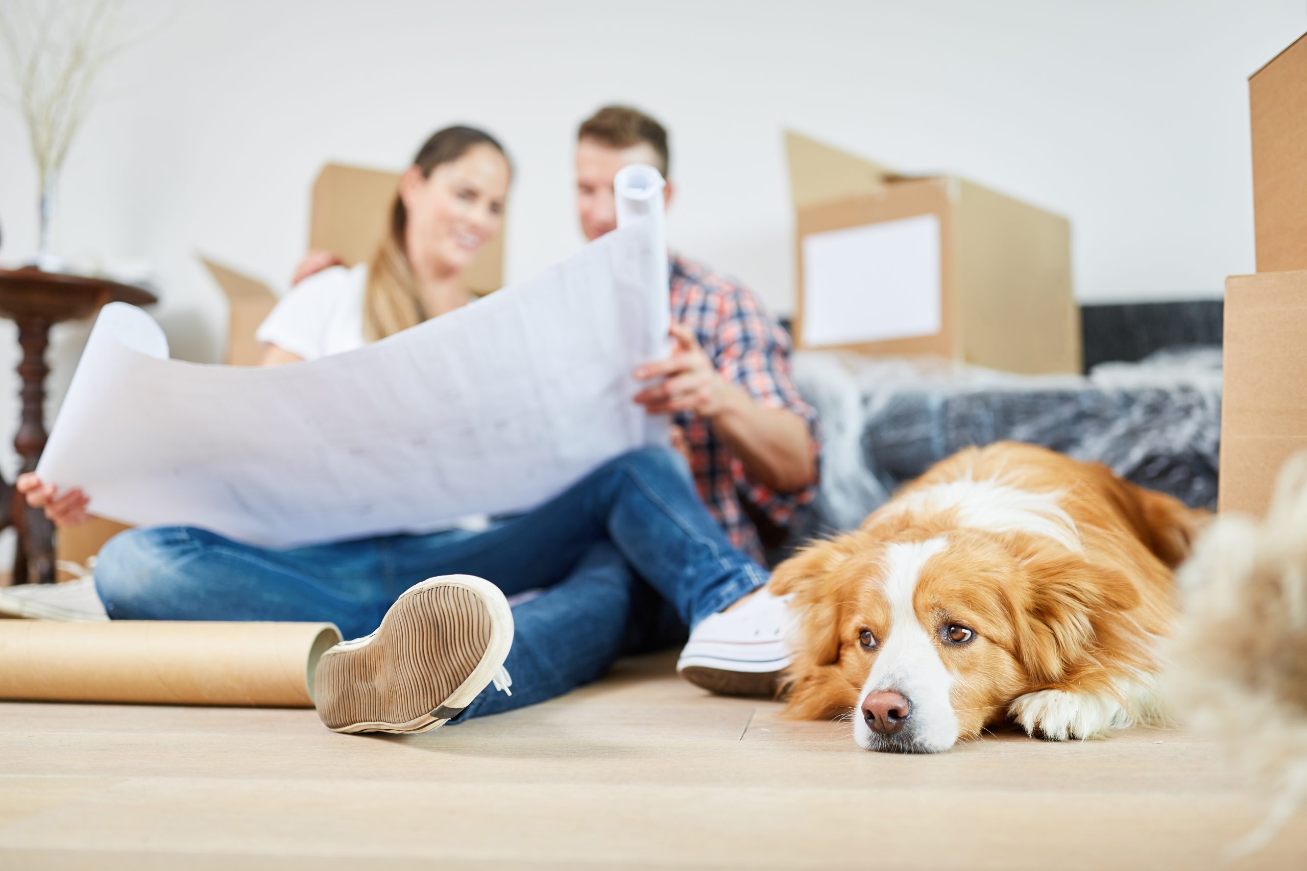 Animaux et condo - Martine Poirier